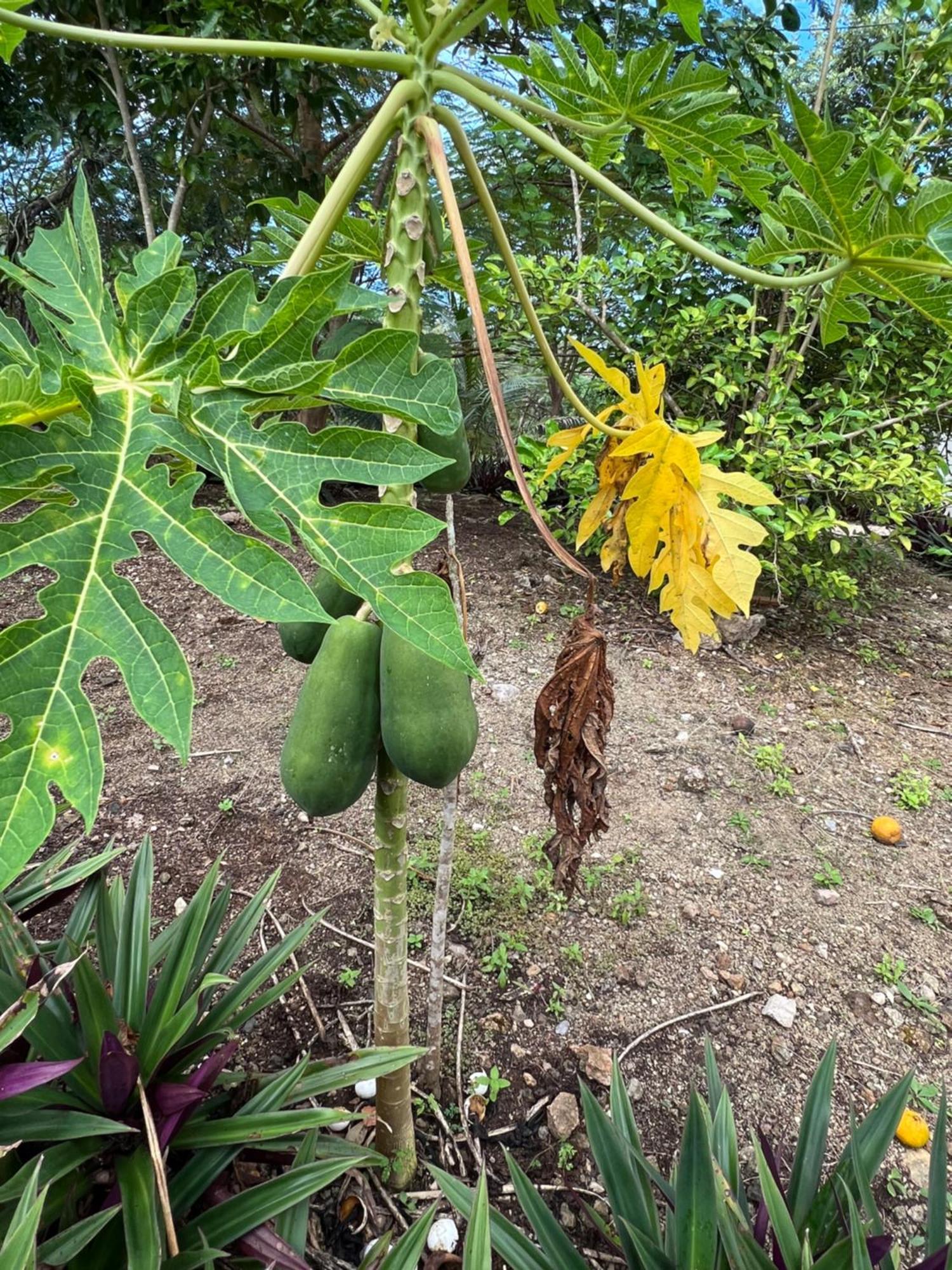 El Encanto - Hotel Boutique Chichén-Itzá 외부 사진