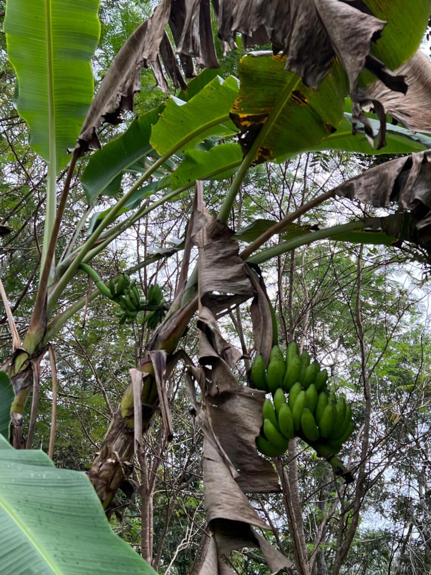 El Encanto - Hotel Boutique Chichén-Itzá 외부 사진